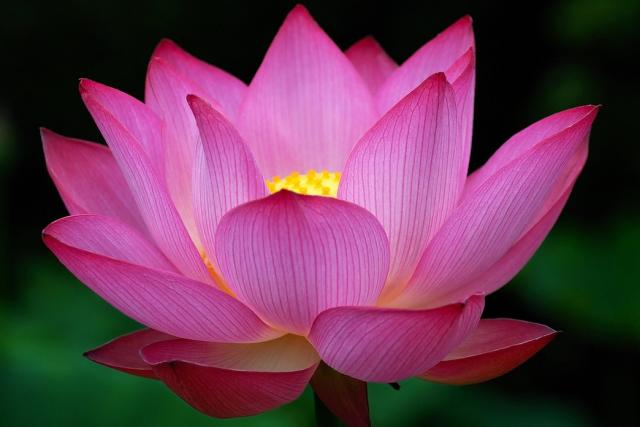[Bild: big-dark-pink-lotus-flower-photo.jpg]